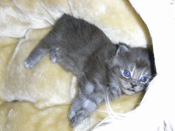 Undercover-Coon´s Flo Bild 18