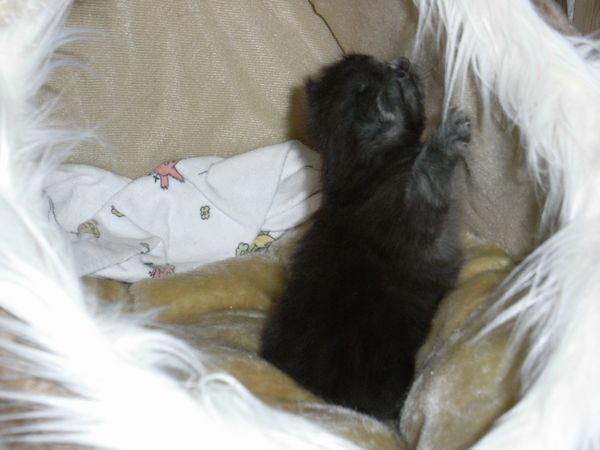Undercover-Coon´s Flo Bild 30