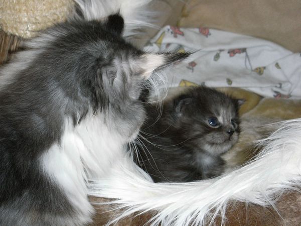 Undercover-Coon´s Flo Bild 31