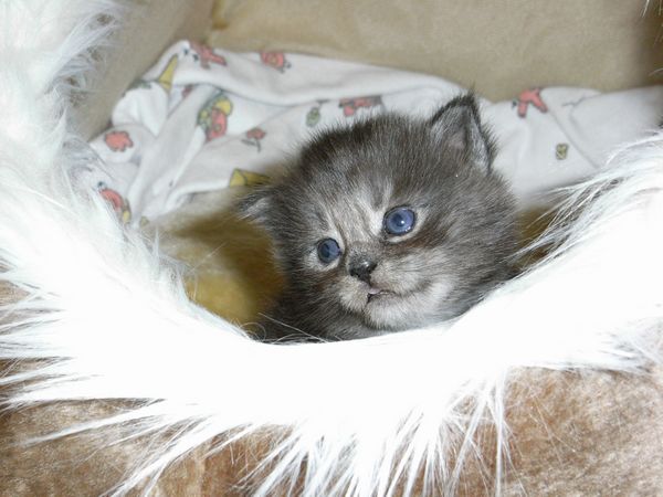 Undercover-Coon´s Flo Bild 32