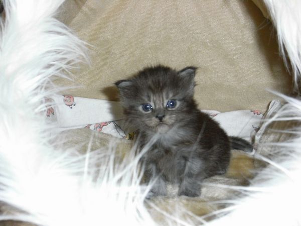 Undercover-Coon´s Flo Bild 34