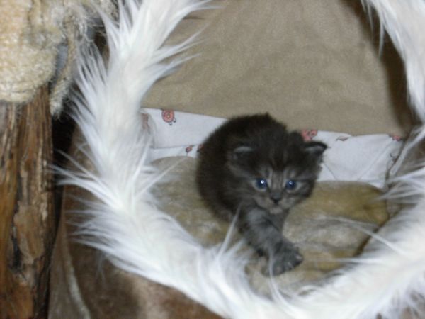 Undercover-Coon´s Flo Bild 35
