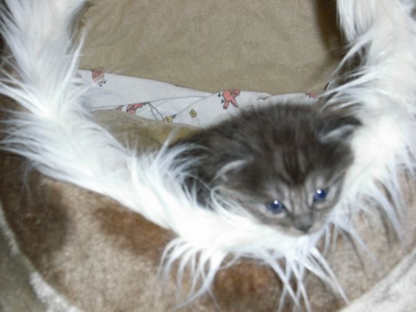 Undercover-Coon´s Flo Bild 36