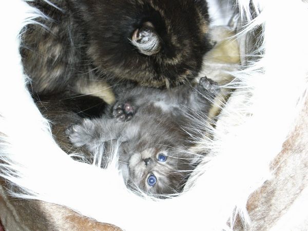 Undercover-Coon´s Flo Bild 37