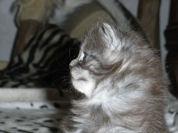 Undercover-Coon´s Flo Bild 41