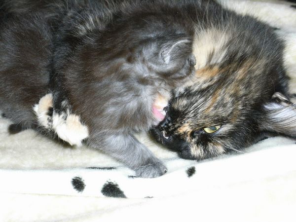 Undercover-Coon´s Flo Bild 43