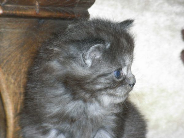 Undercover-Coon´s Flo Bild 51