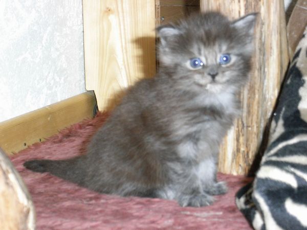Undercover-Coon´s Flo Bild 54