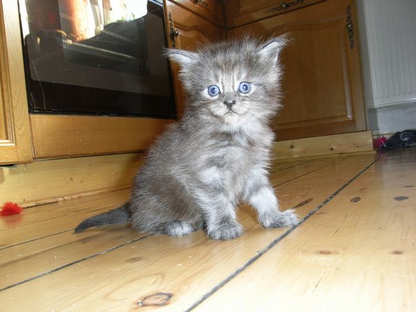 Undercover-Coon´s Flo Bild 56