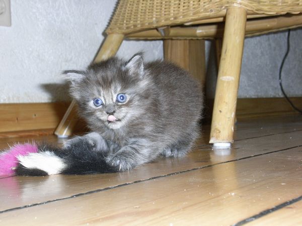 Undercover-Coon´s Flo Bild 57