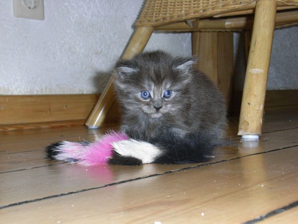 Undercover-Coon´s Flo Bild 58