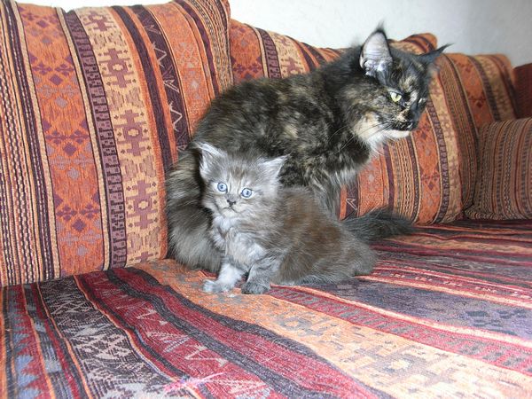 Undercover-Coon´s Flo Bild 64