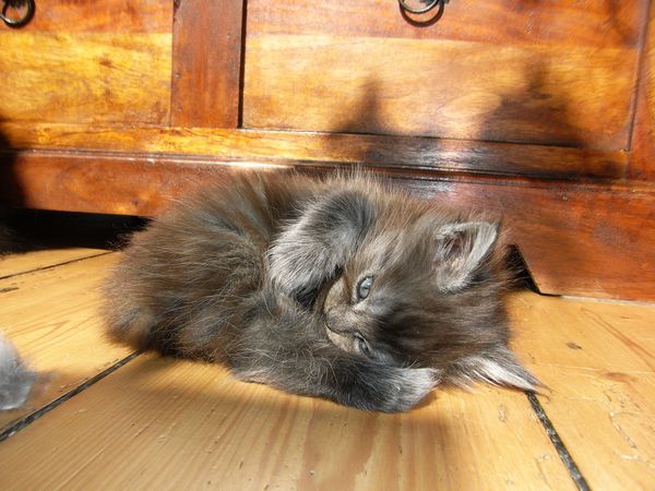 Undercover-Coon´s Flo Bild 68
