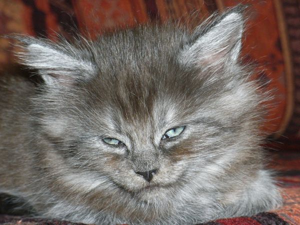 Undercover-Coon´s Flo Bild 71