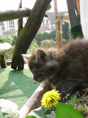 Undercover-Coon´s Flo Bild 75