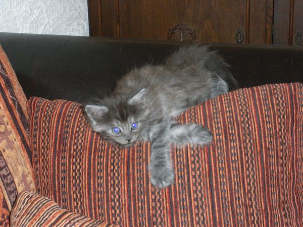 Undercover-Coon´s Flo Bild 78