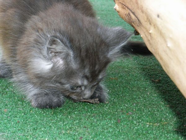 Undercover-Coon´s Flo Bild 79