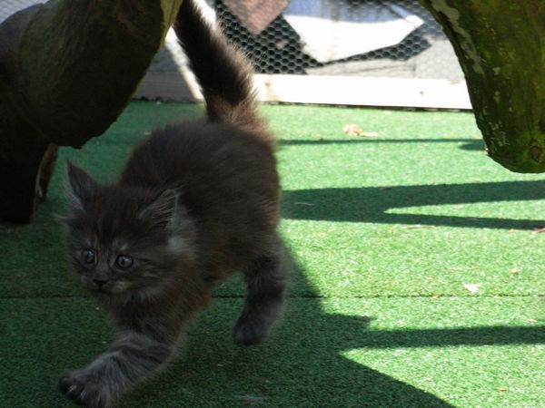 Undercover-Coon´s Flo Bild 80
