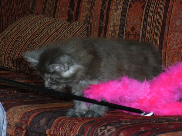 Undercover-Coon´s Flo Bild 87