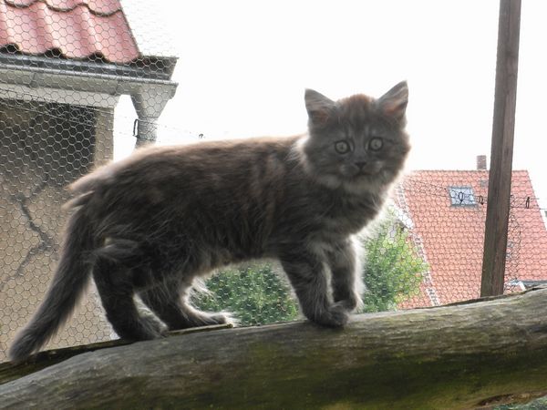 Undercover-Coon´s Flo Bild 88