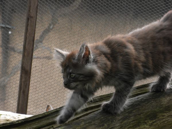 Undercover-Coon´s Flo Bild 89