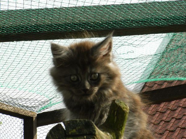 Undercover-Coon´s Flo Bild 90