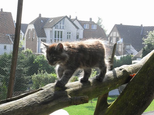Undercover-Coon´s Flo Bild 91