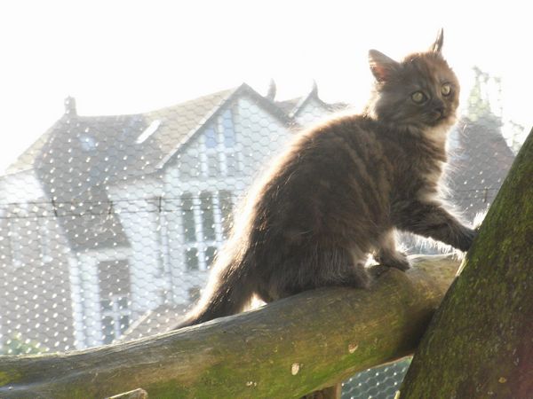 Undercover-Coon´s Flo Bild 92