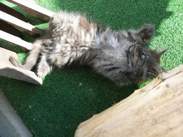 Undercover-Coon´s Flo Bild 94