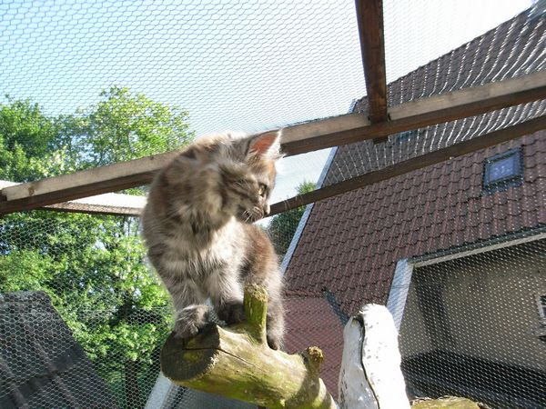 Undercover-Coon´s Flo Bild 96