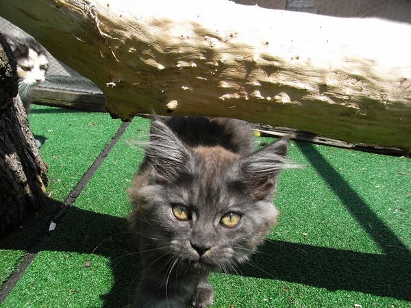 Undercover-Coon´s Flo Bild 108