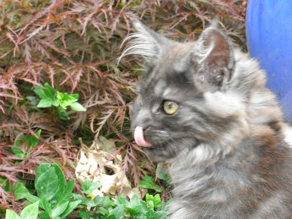 Undercover-Coon´s Flo Bild 112