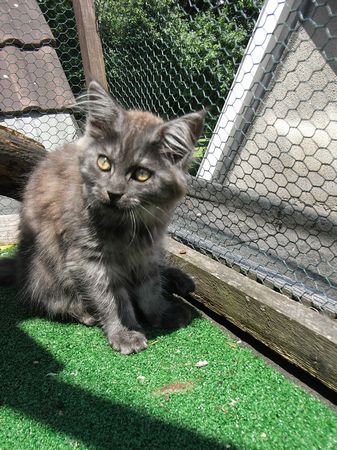 Undercover-Coon´s Flo Bild 114