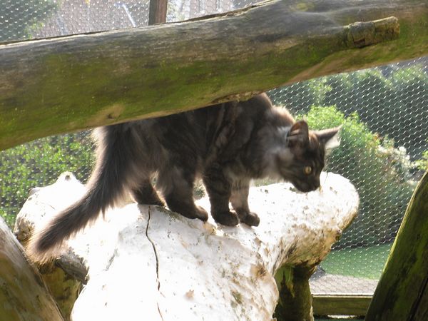 Undercover-Coon´s Flo Bild 125