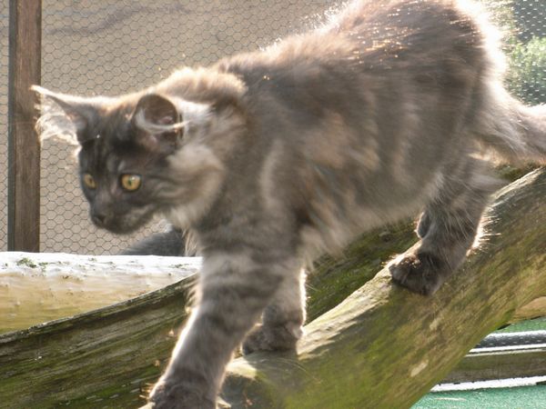 Undercover-Coon´s Flo Bild 126
