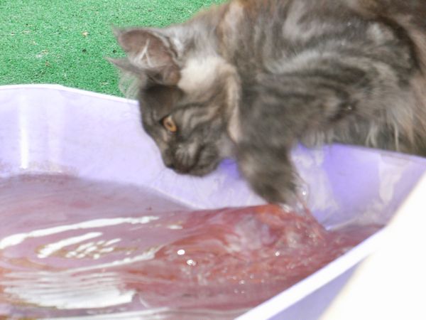 Undercover-Coon´s Flo Bild 127