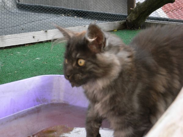 Undercover-Coon´s Flo Bild 129