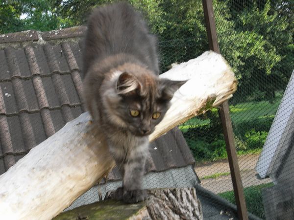 Undercover-Coon´s Flo Bild 130