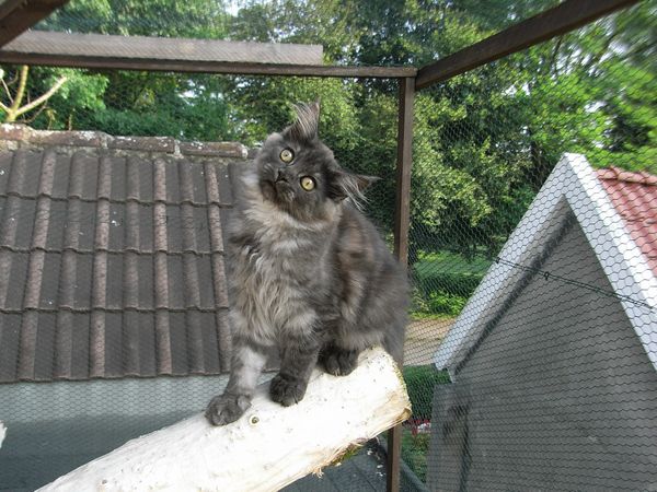 Undercover-Coon´s Flo Bild 131