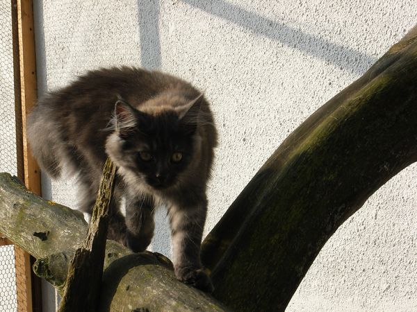 Undercover-Coon´s Flo Bild 134