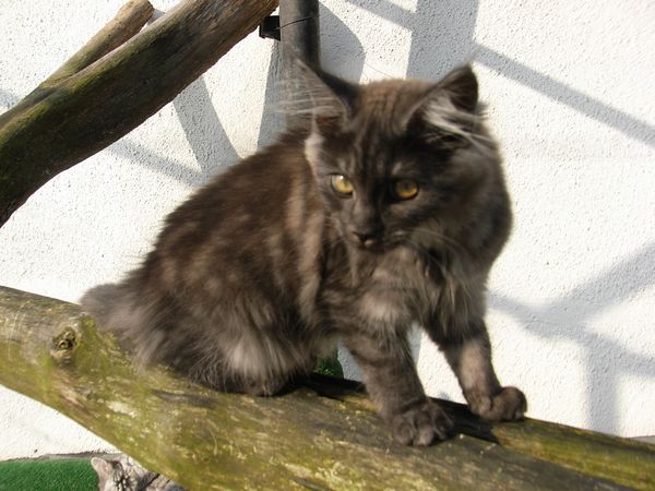 Undercover-Coon´s Flo Bild 135