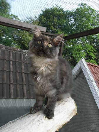 Undercover-Coon´s Flo Bild 137