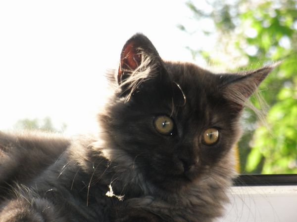 Undercover-Coon´s Flo Bild 138