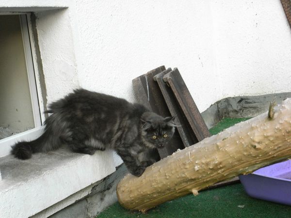 Undercover-Coon´s Flo Bild 143