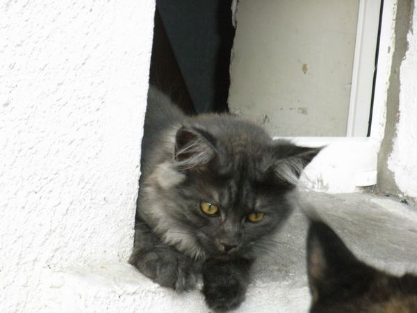 Undercover-Coon´s Flo Bild 144