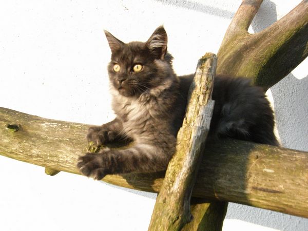 Undercover-Coon´s Flo Bild 146