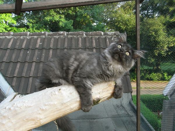 Undercover-Coon´s Flo Bild 150
