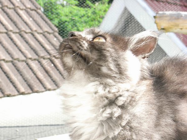 Undercover-Coon´s Flo Bild 152