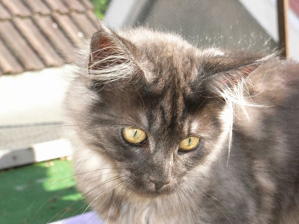 Undercover-Coon´s Flo Bild 154