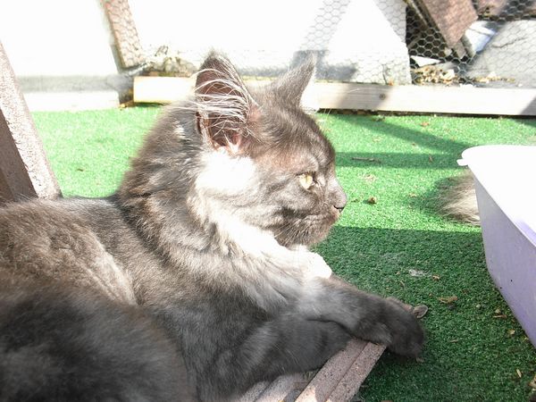 Undercover-Coon´s Flo Bild 156